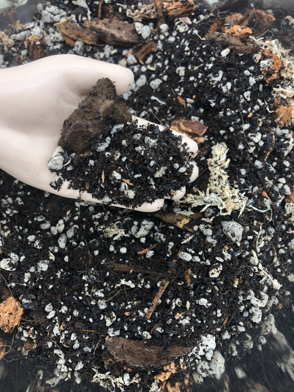 Aglaonema Premium Potting Mix