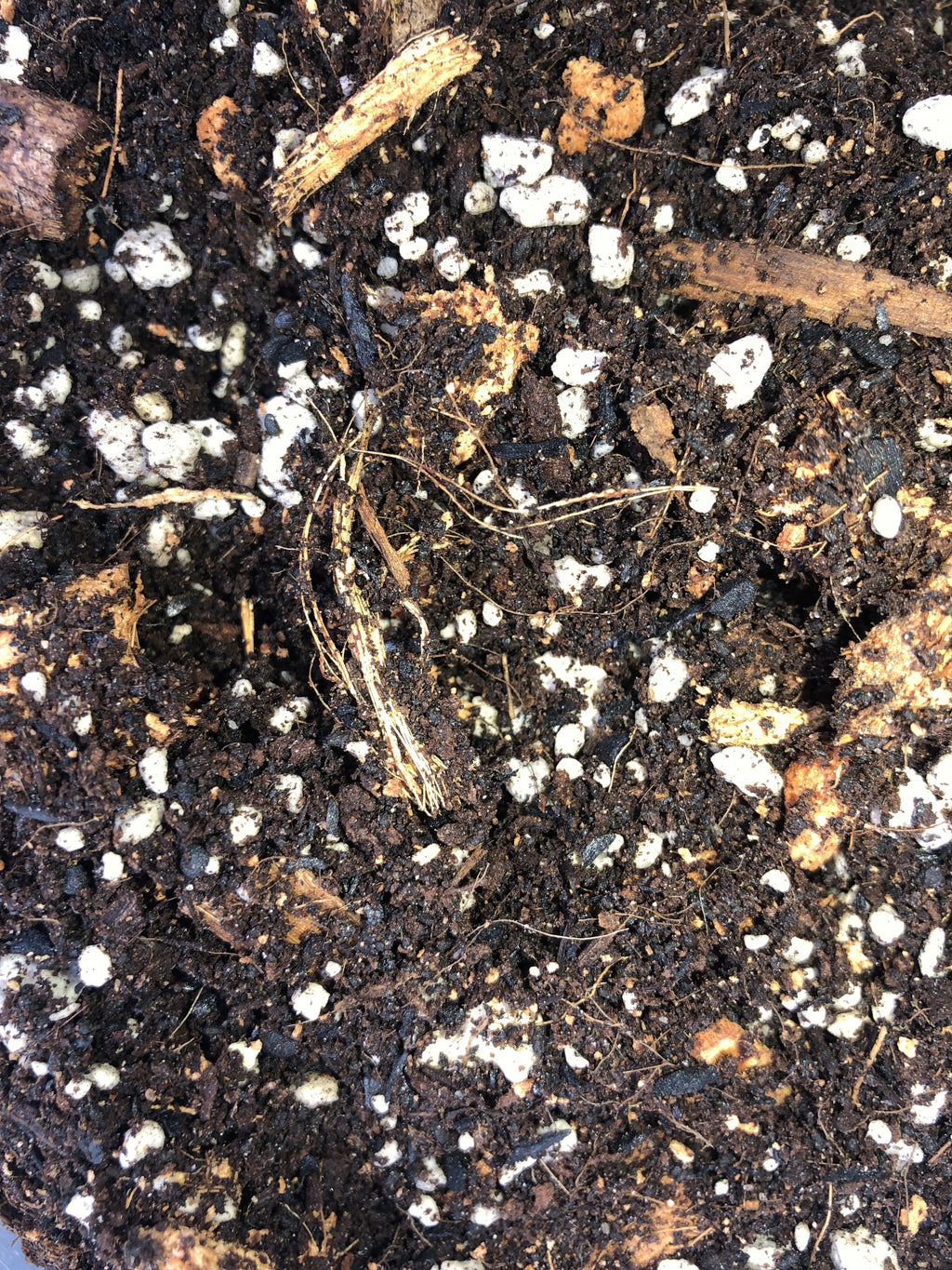 RHAPHIDOPHORA Premium Potting Mix
