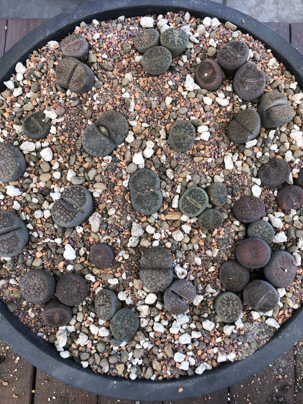 Lithops Living Stone Premium Potting Mix