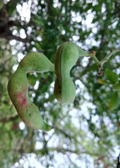 Inga Acu (Inga cinnamomea)