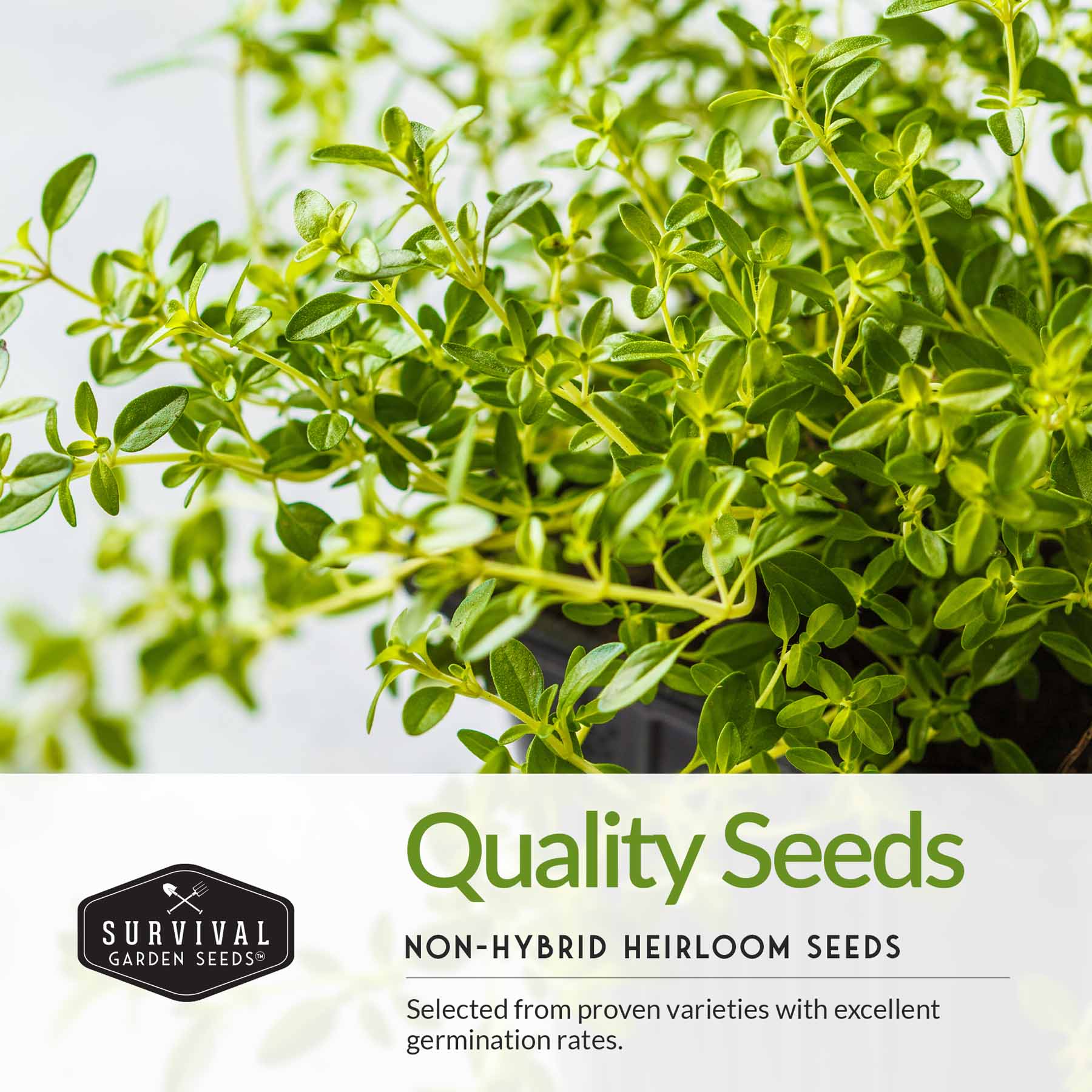 Italian Herb Seeds Collection – Genovese Basil, Oregano, Thyme, Sage, and Flat-Leaf Parsley for Indoor or Outdoor Culinary Gardens