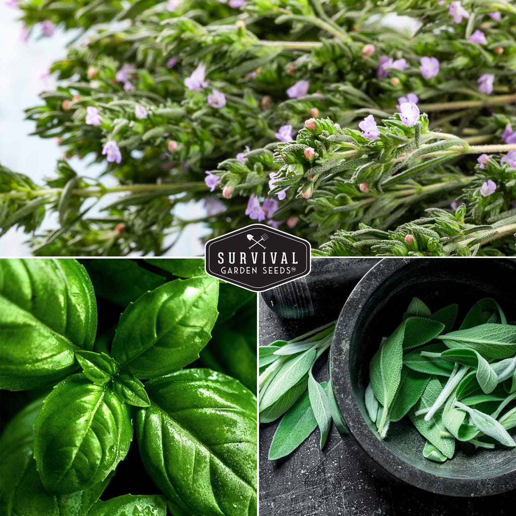 Italian Herb Seeds Collection – Genovese Basil, Oregano, Thyme, Sage, and Flat-Leaf Parsley for Indoor or Outdoor Culinary Gardens