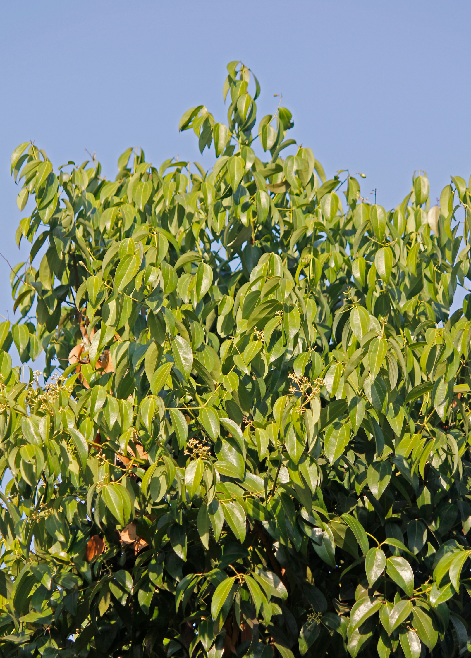 Bay Leaf, Bay Laurel (Laurus nobilis)
