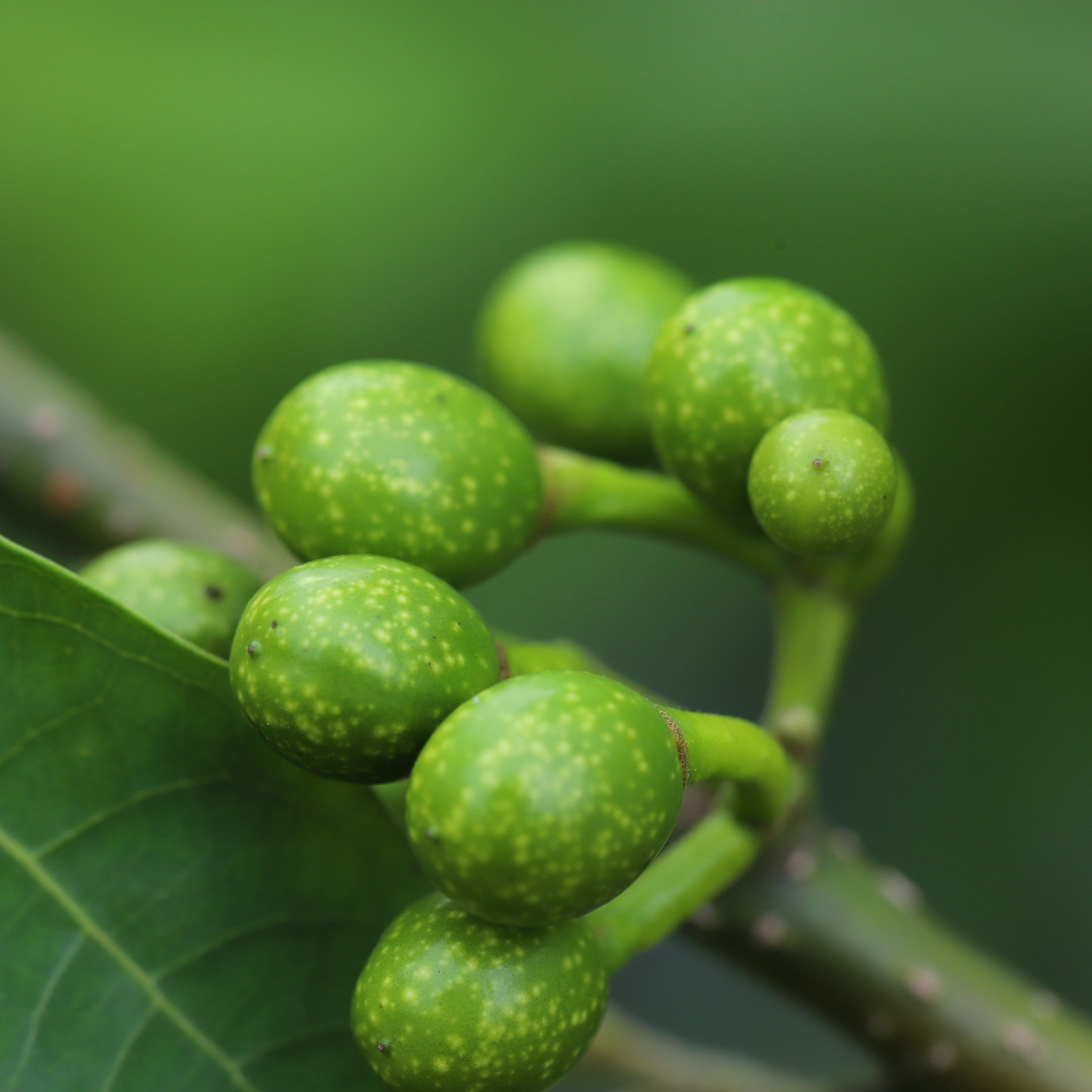 Litsea Cubeba Essential Oil
