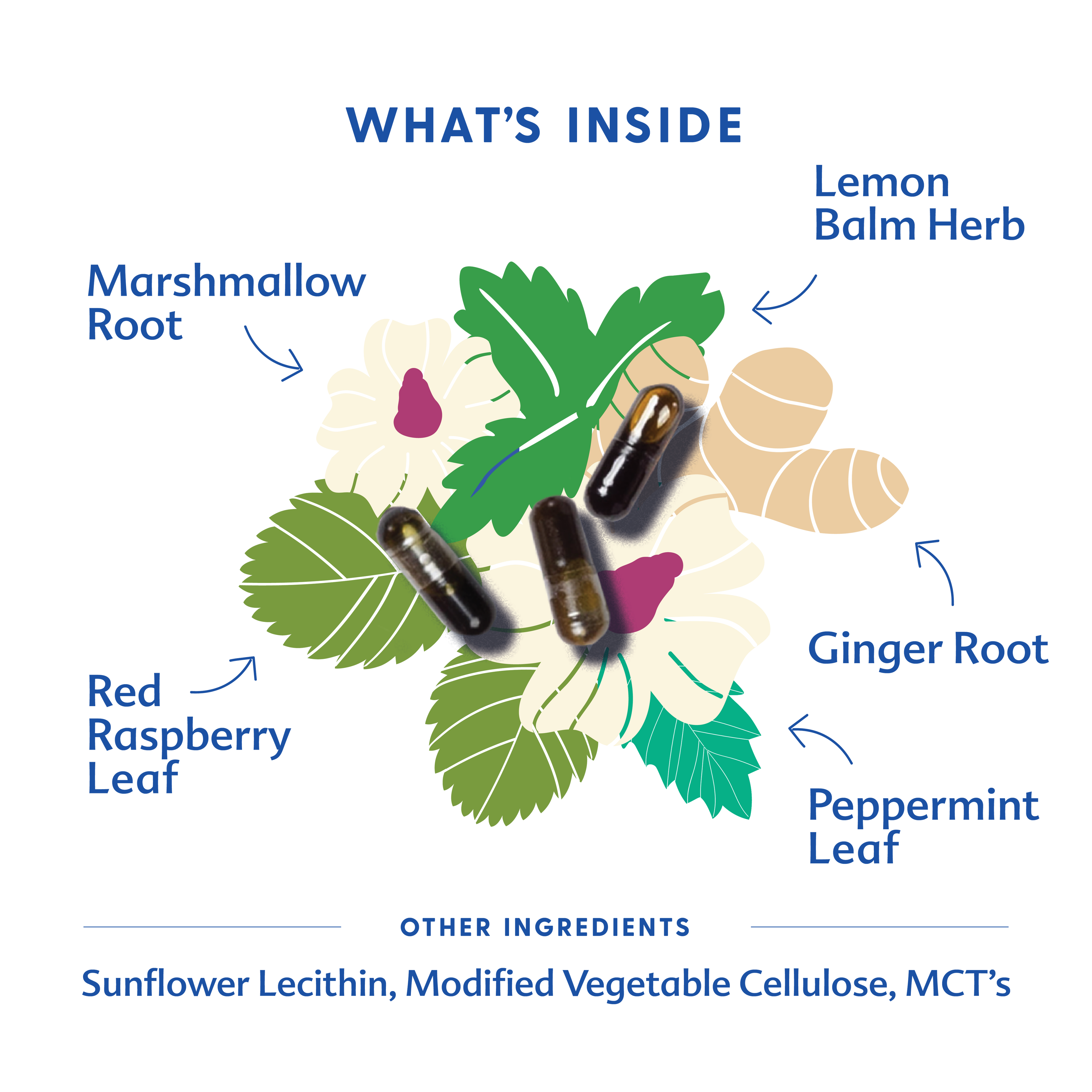 Morning Sickness Blend - Liquid Capsules