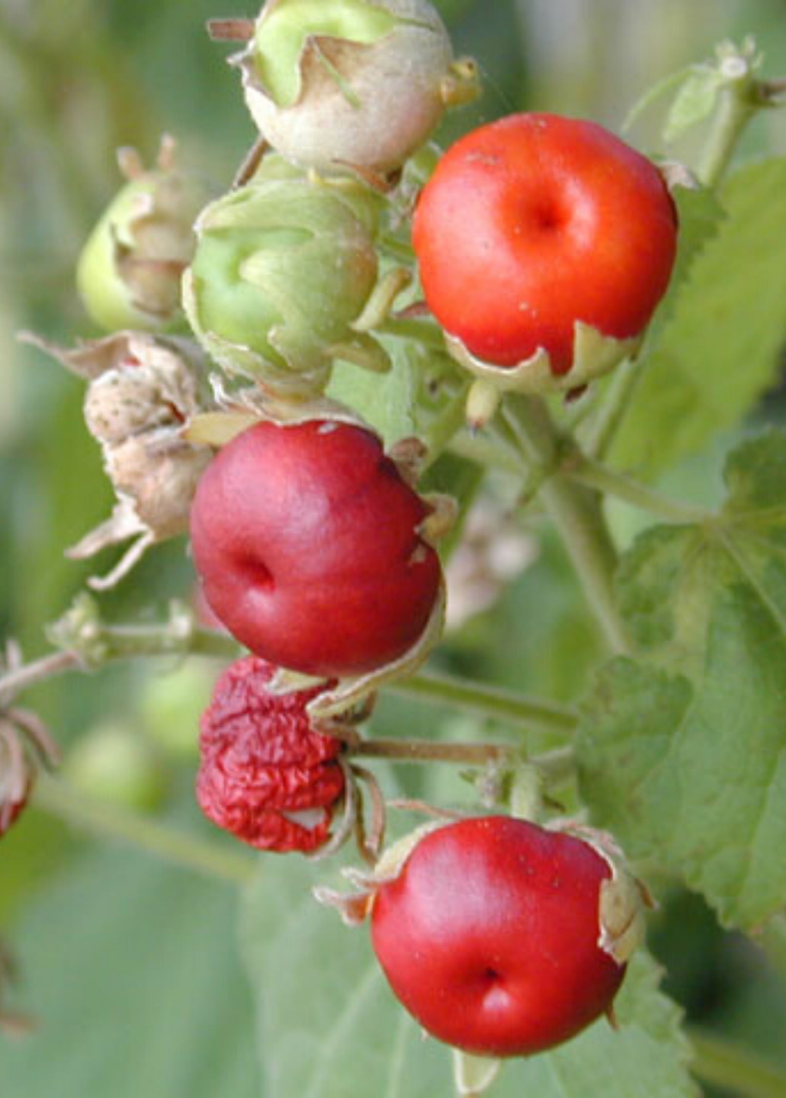 Manzanilla (Malvaviscus arboreus var. drummondii)