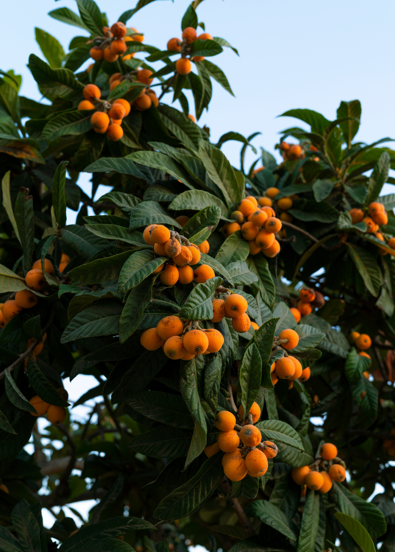 Loquat 'Italy' (Eriobotrya japonica)