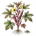 OKRA Seeds, Red Burgundy