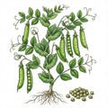PEA Seeds, Little Marvel Shelling
