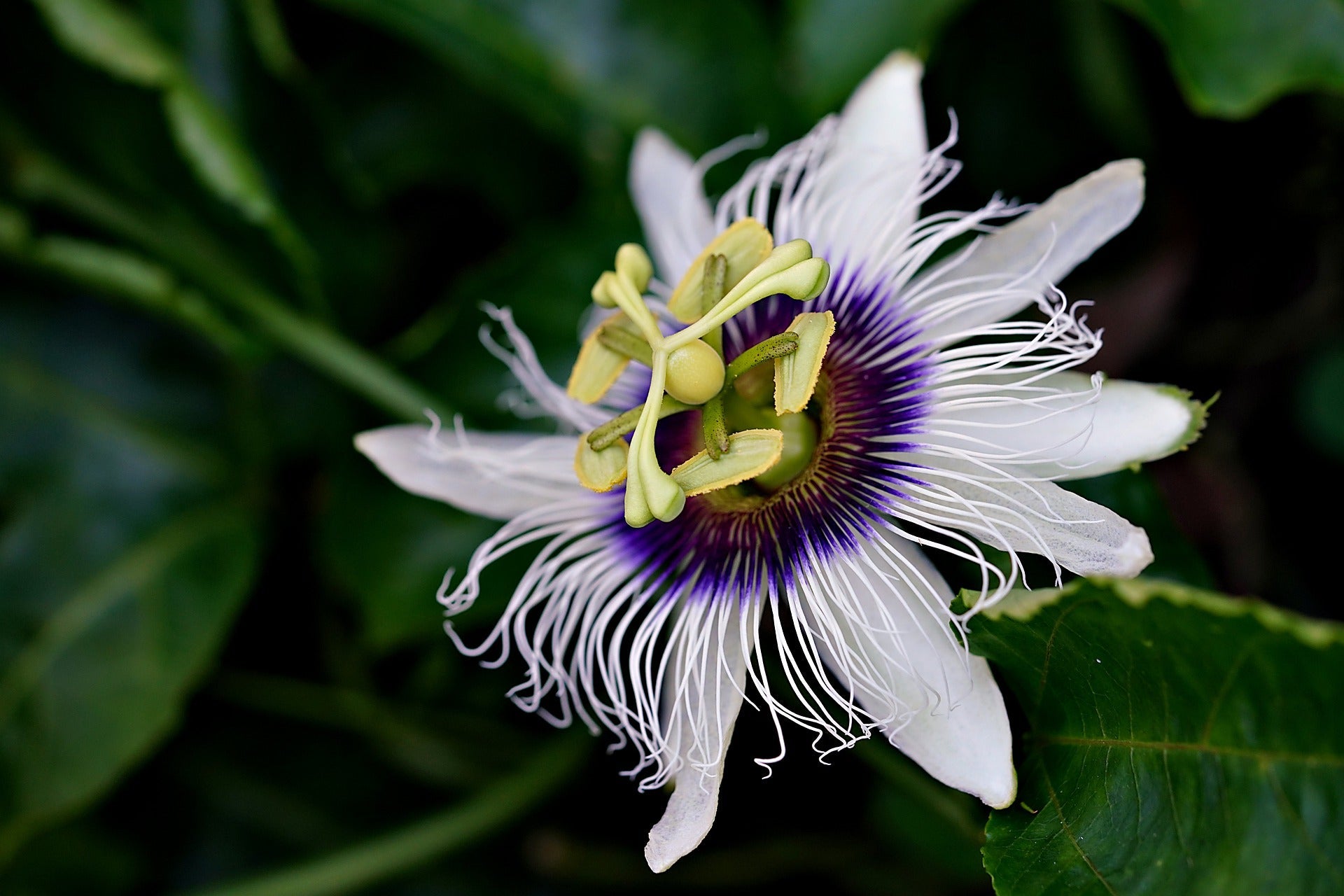 Passion Flower, Cut, Sifted