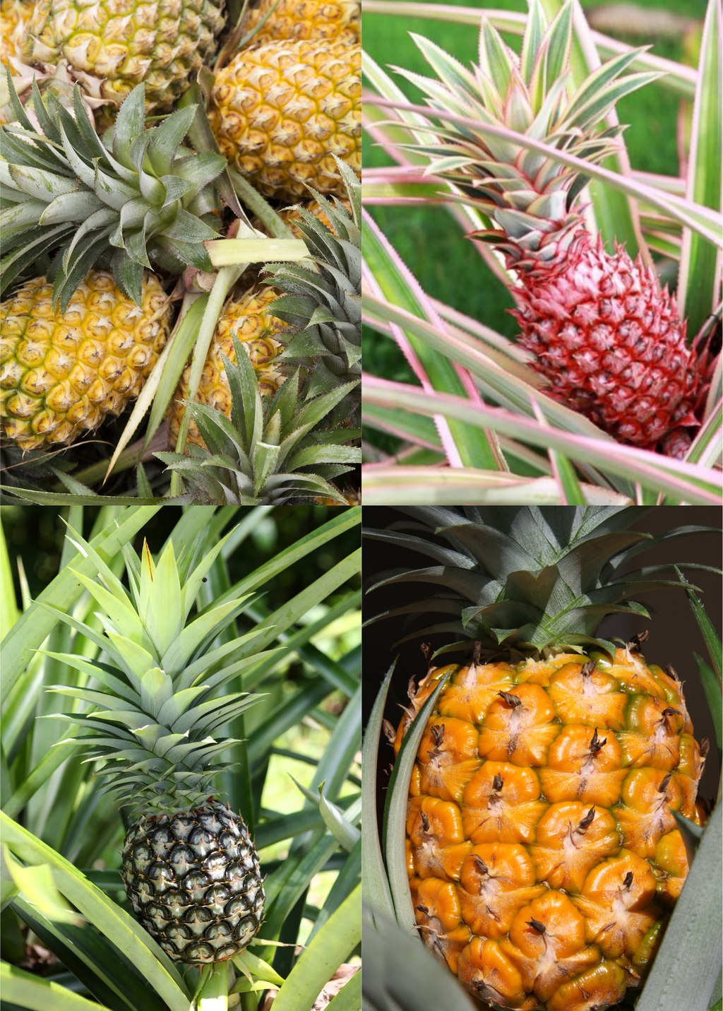 Pineapple Bundle: 'White Jade', 'Variegated Juicy', & 'Elite Gold'