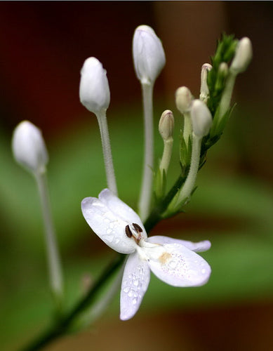 Hoan Ngoc, Xuan-Hoa (Pseuderanthemum palatiferum)