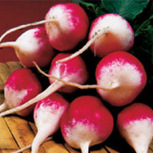 RADISH Seeds, Sparkler