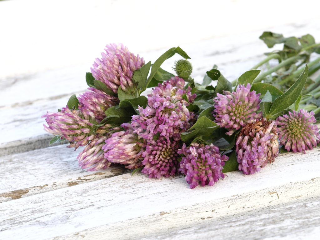 Red Clover Blossoms