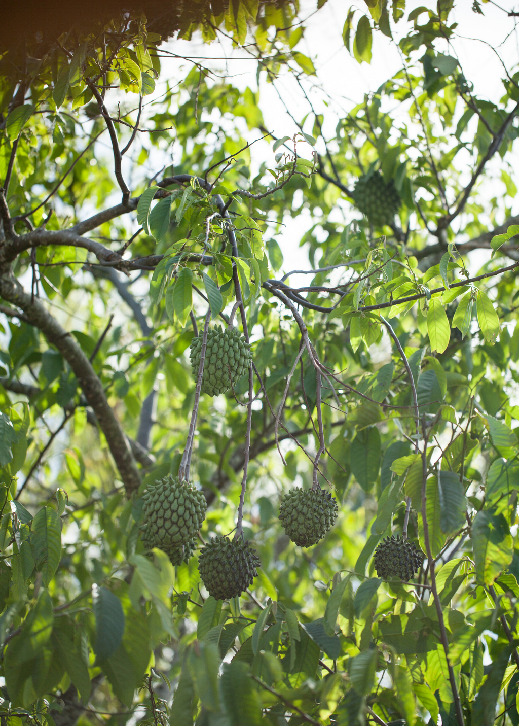 Rollinia (Rollinia deliciosa)