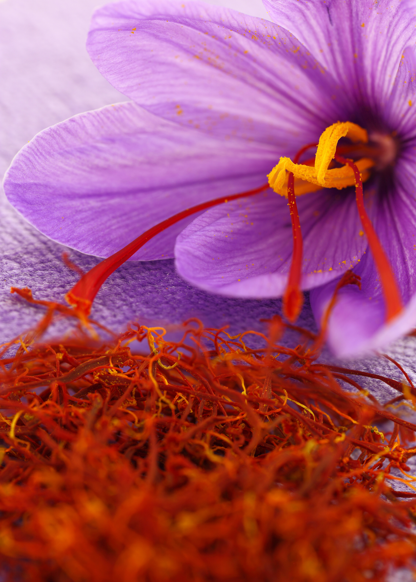 Saffron (Crocus sativus)
