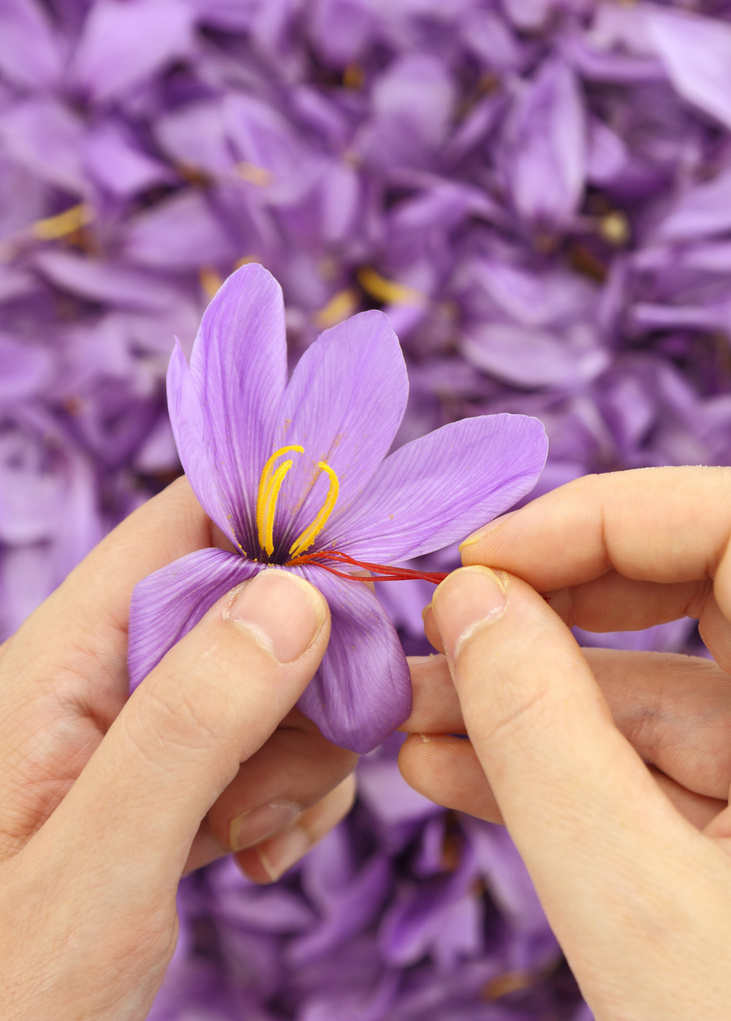Saffron (Crocus sativus)
