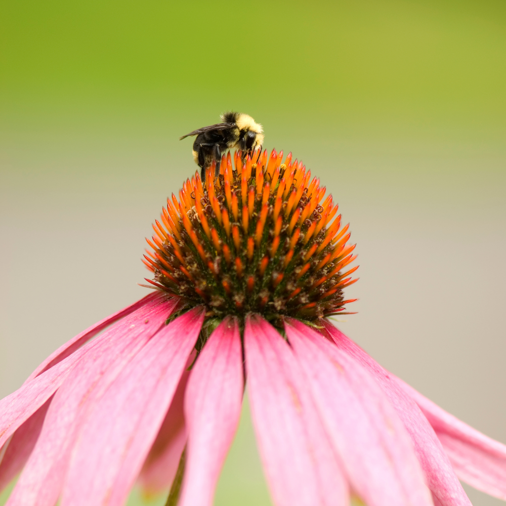 Pollinator Power Vault Heirloom Seeds