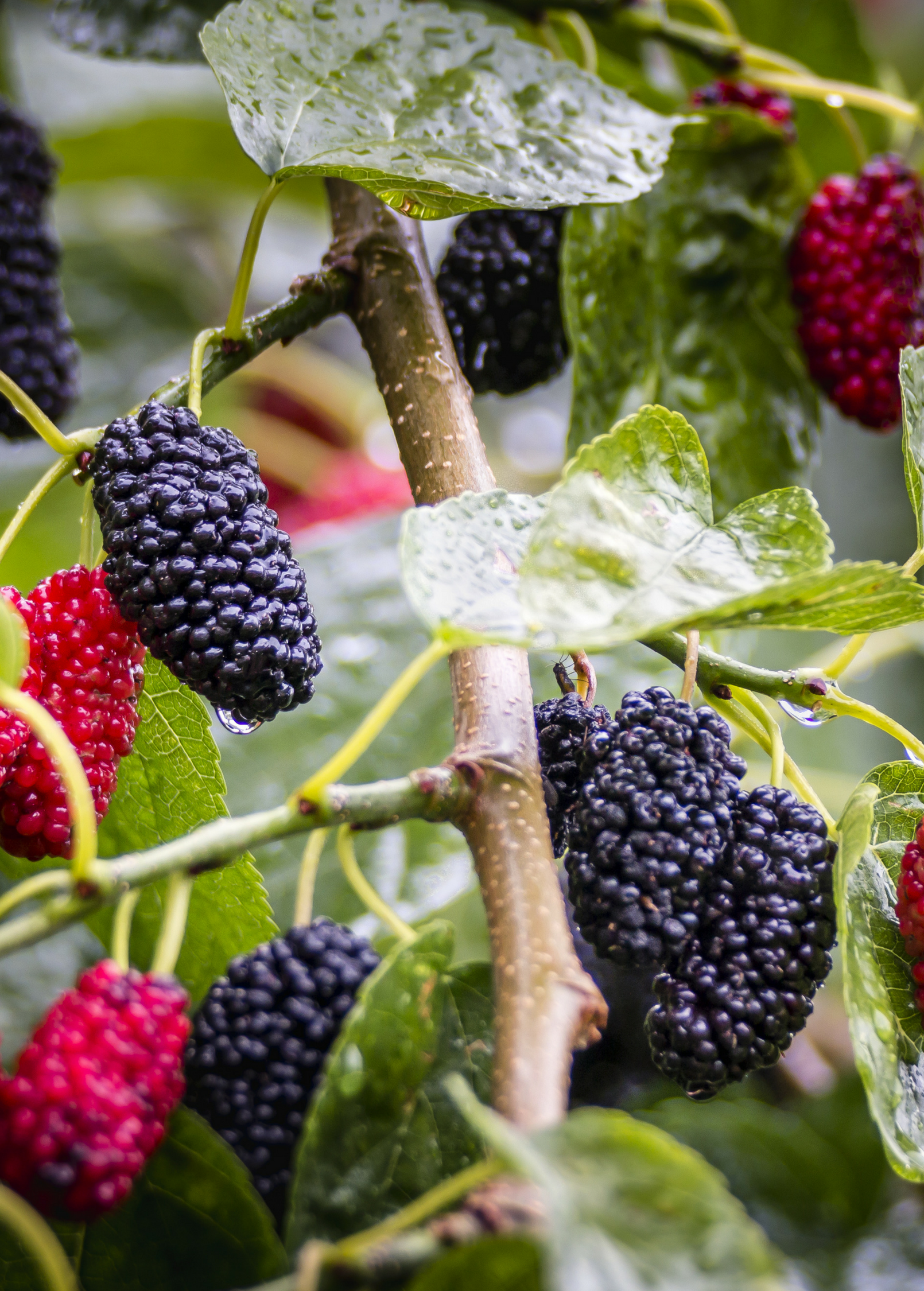 Mulberry 'Shangri La' (Morus alba x rubra)