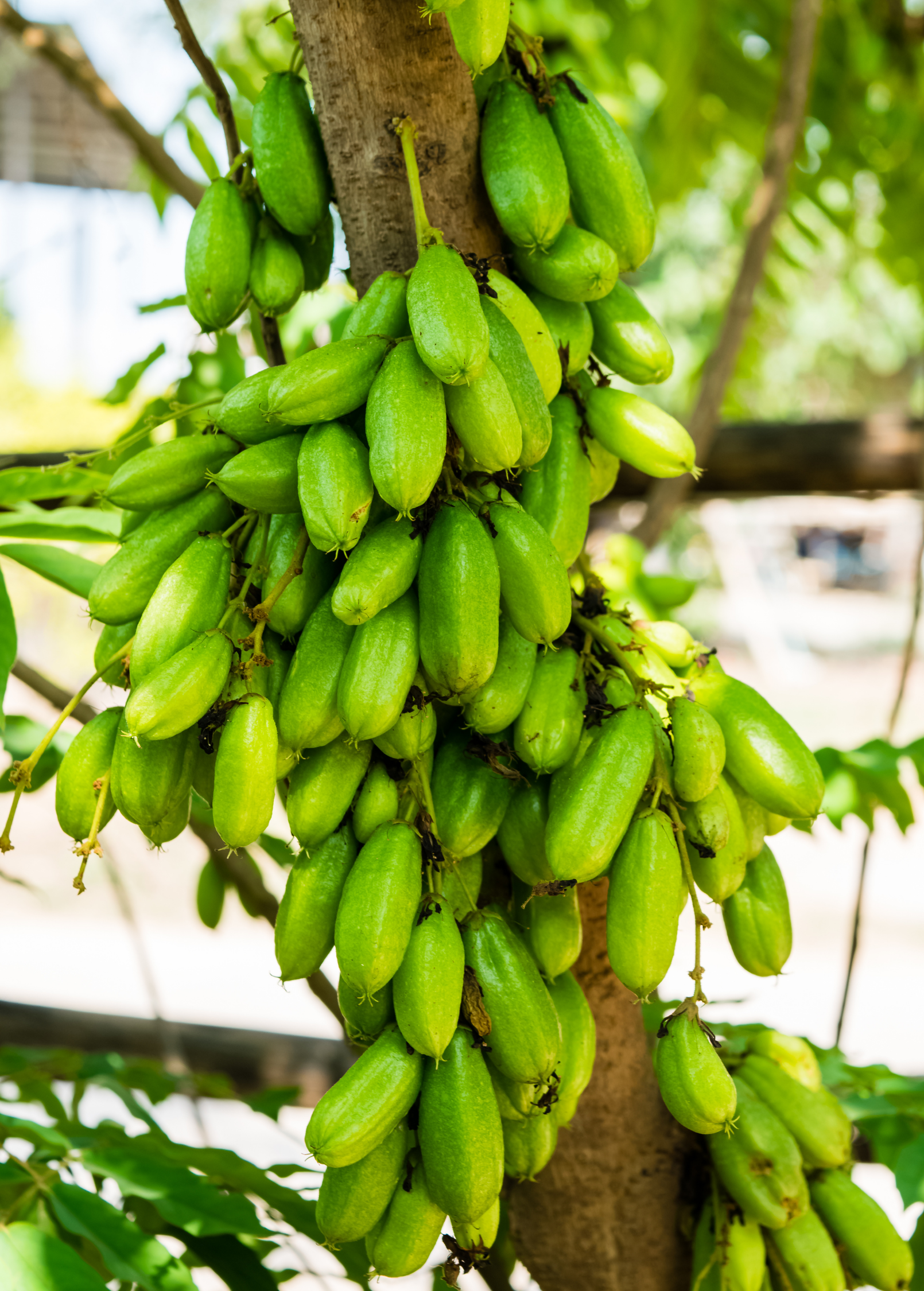 Bilimbi (Averrhoa bilimbi)