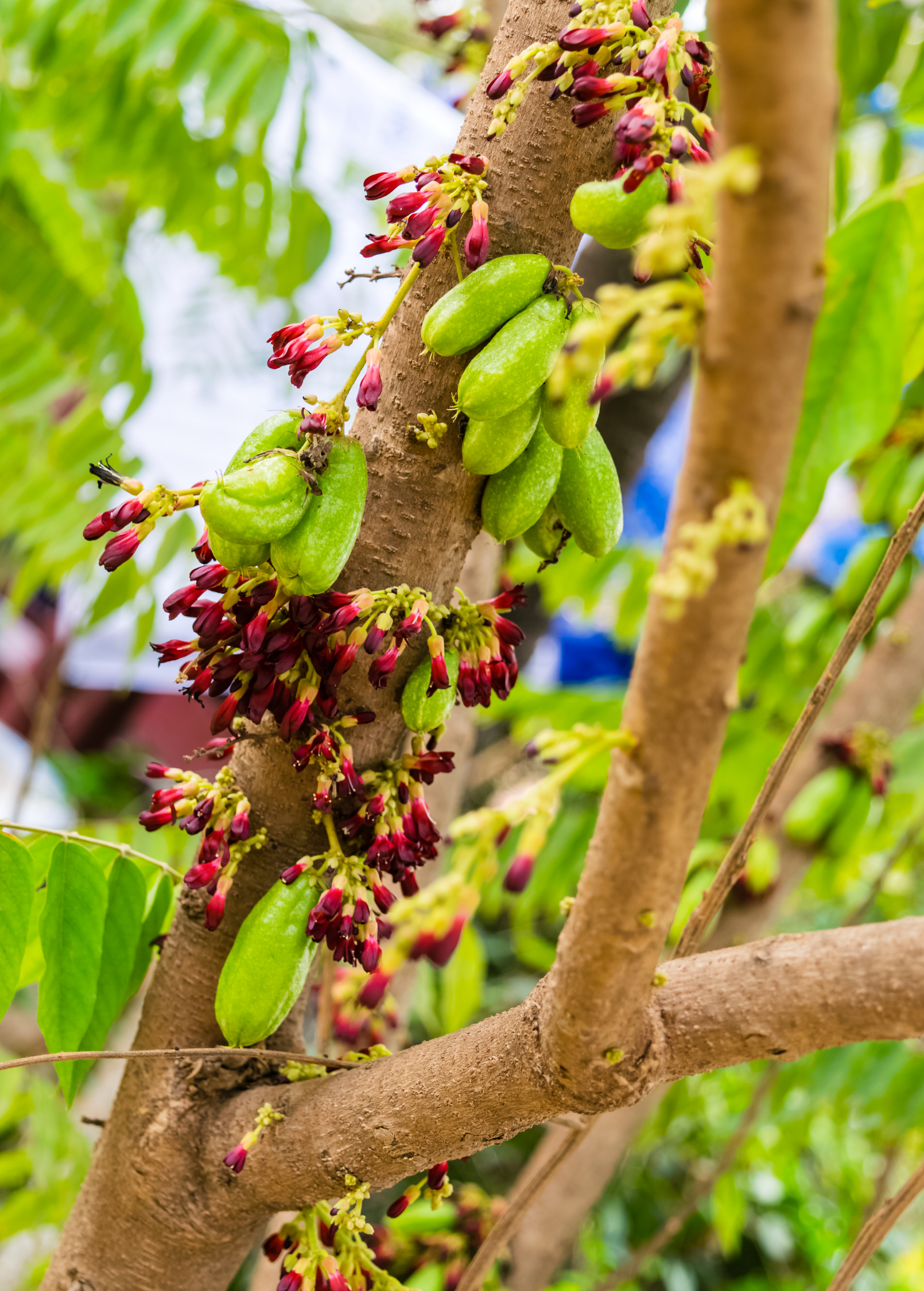 Bilimbi (Averrhoa bilimbi)