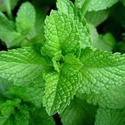 SPEARMINT (Mint) Seeds