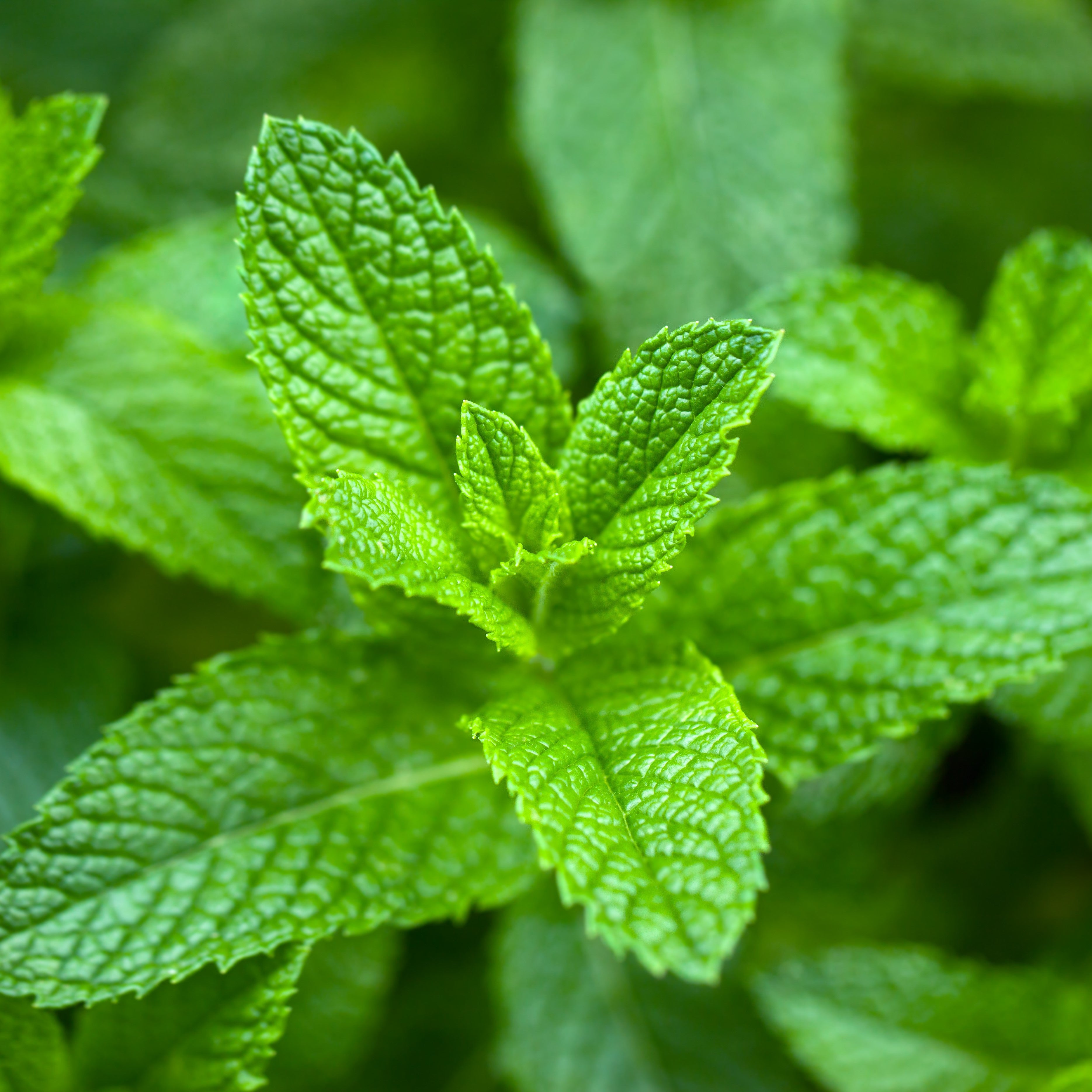 Spearmint Essential Oil