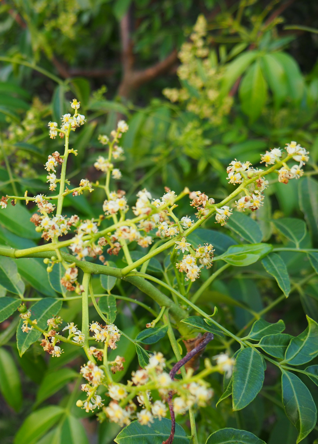 June Plum (Spondias dulcis)