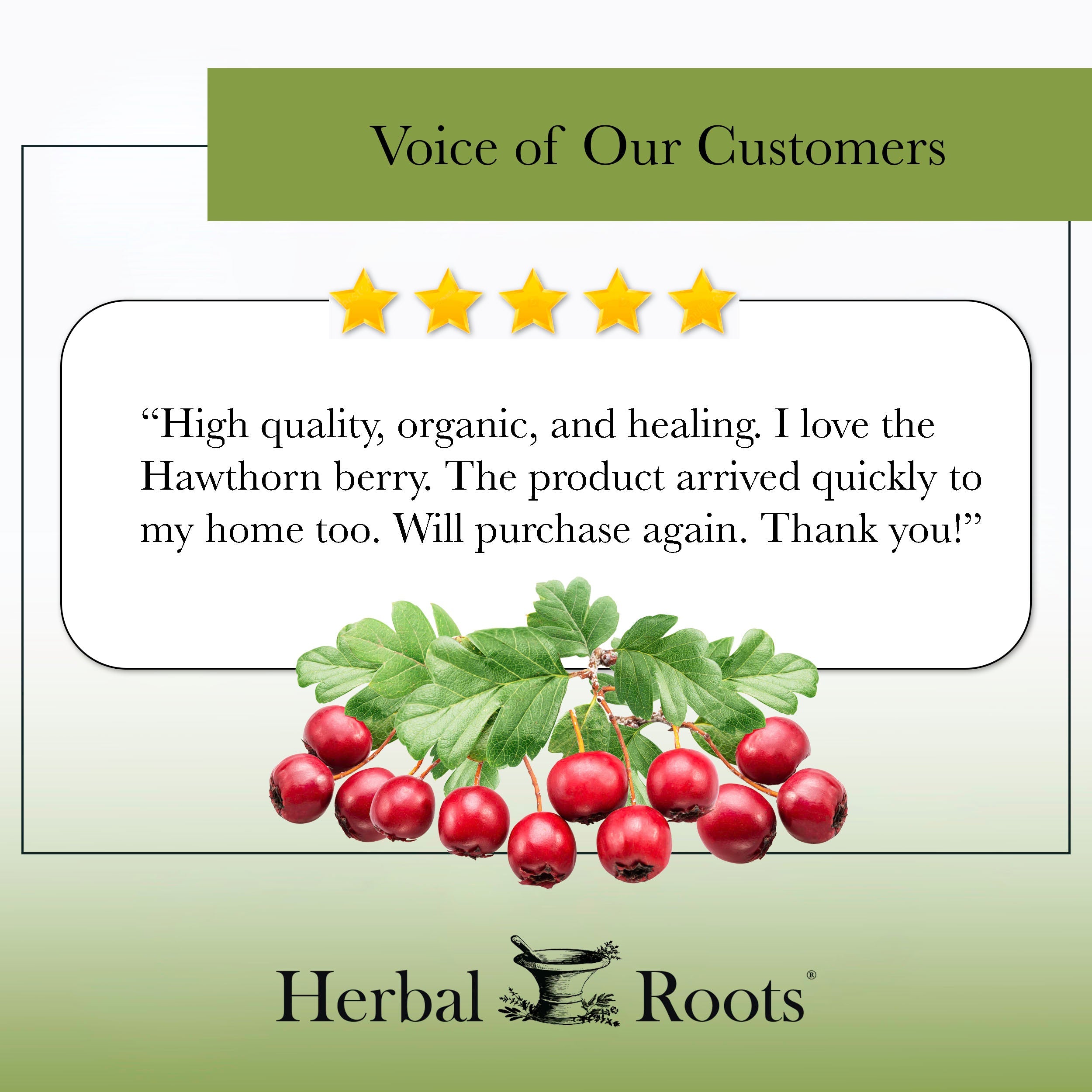 Organic Hawthorn Berry