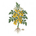 TOMATO Seeds, Yellow Pear