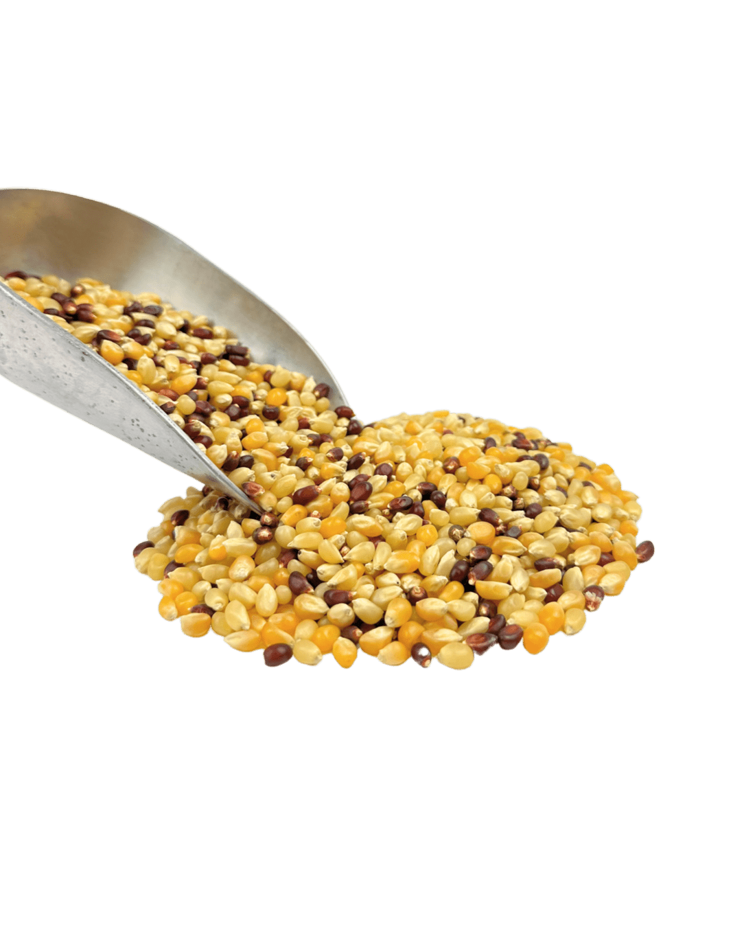 Popcorn, Tri-Color, Organic