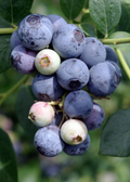 Blueberry 'Sweetcrisp' (Vaccinium corymbosum)