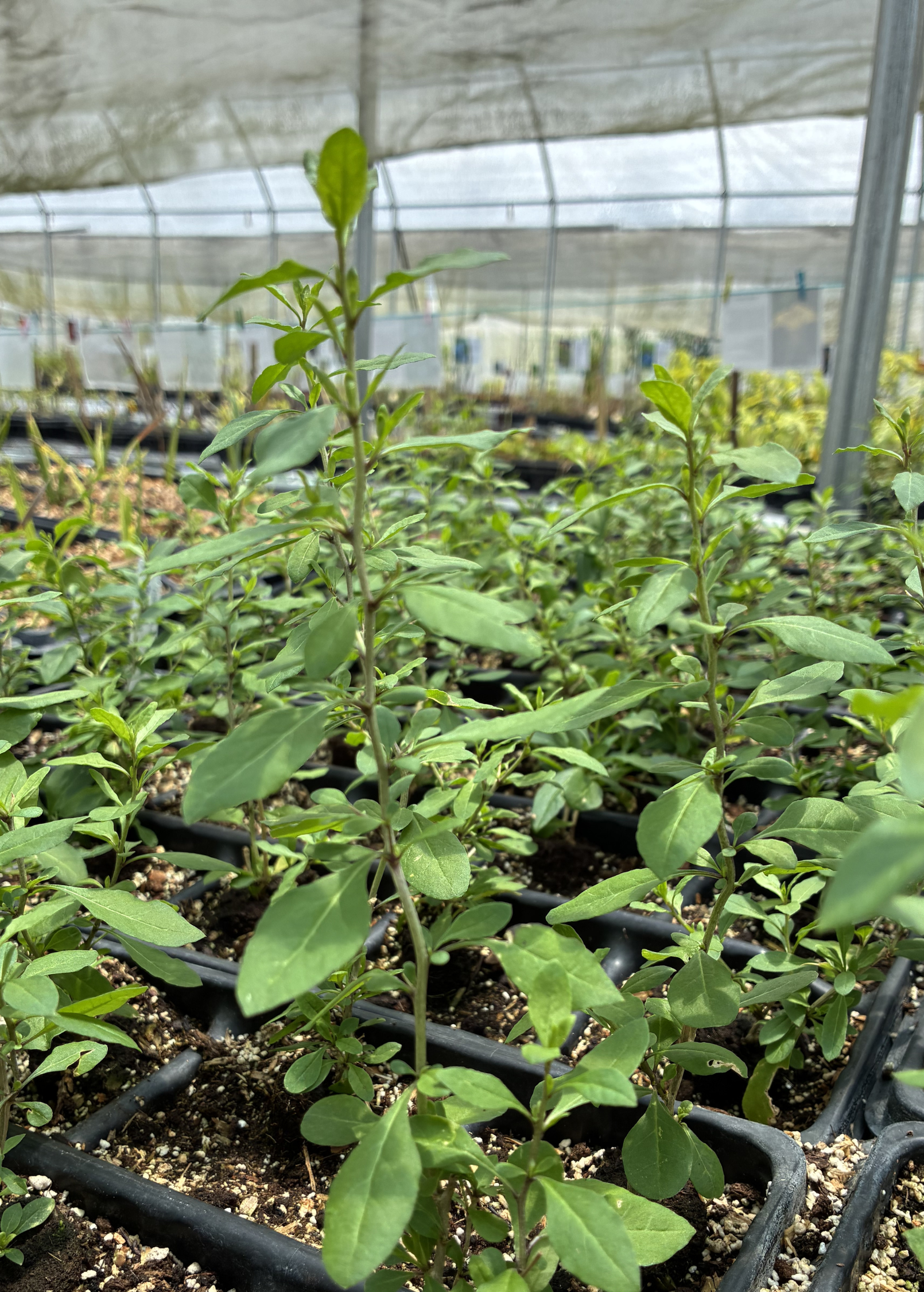 Red Goji Berry (Lycium barbarum)