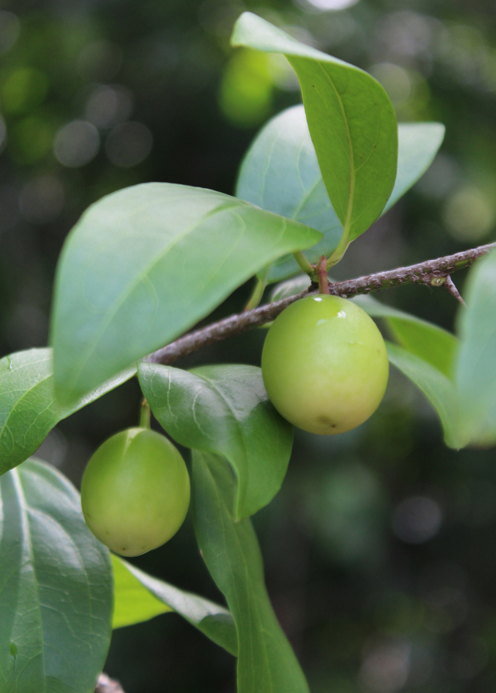 Ximenia Americana