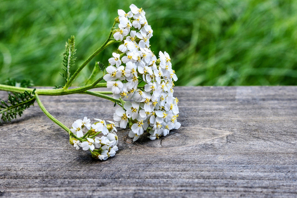 Yarrow Flowers, Cut, Sifted