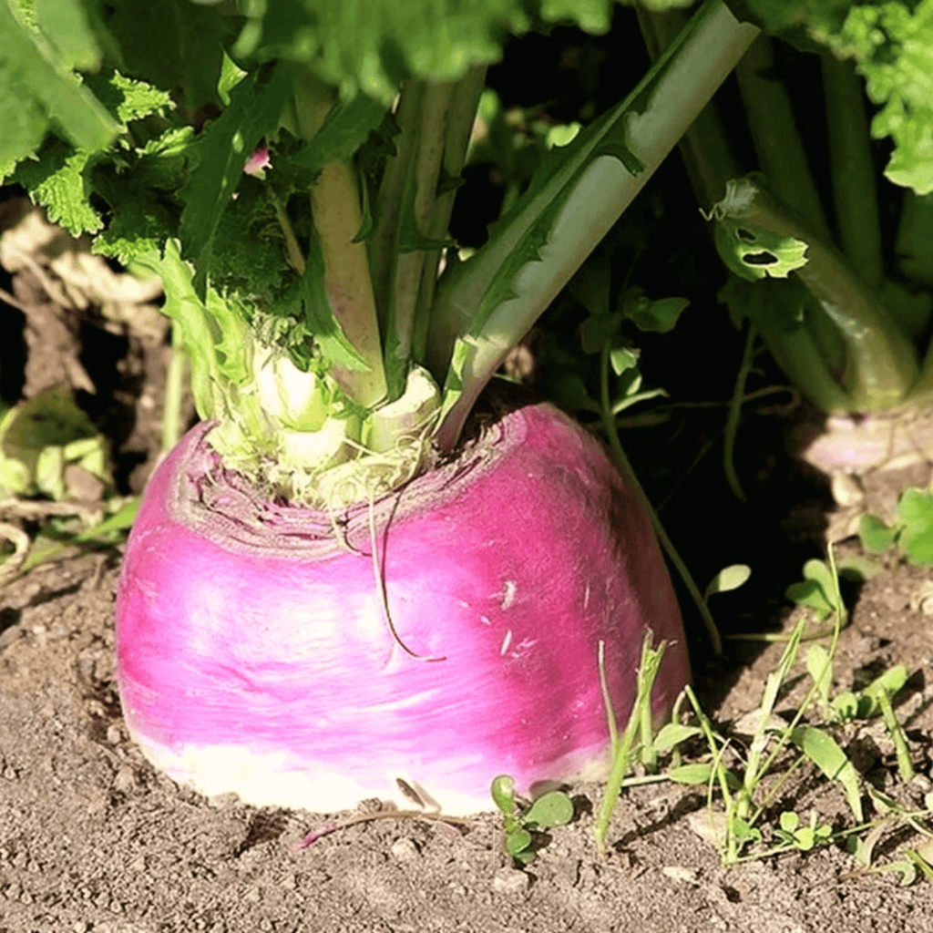 American Purple Top Rutabaga – 200 Seeds