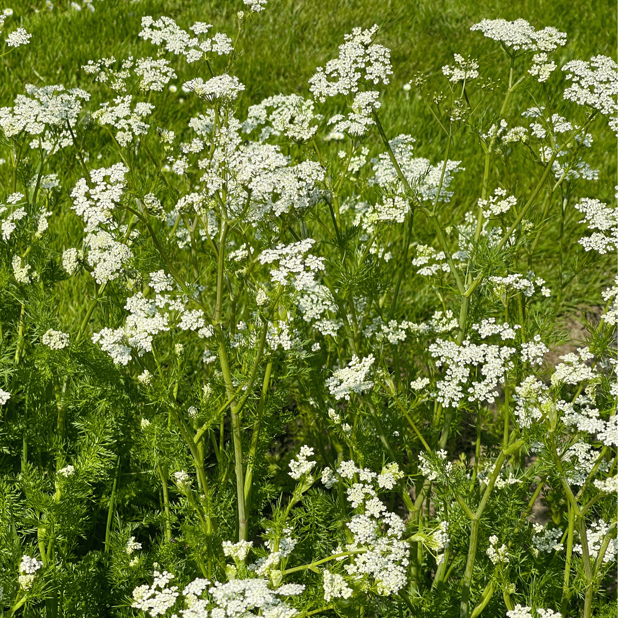 Anise – 100 Seeds