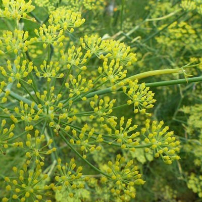 ANISE Seeds