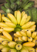Banana 'Manzano' Apple Banana (Musa acuminata)
