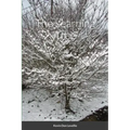 The Learning Tree