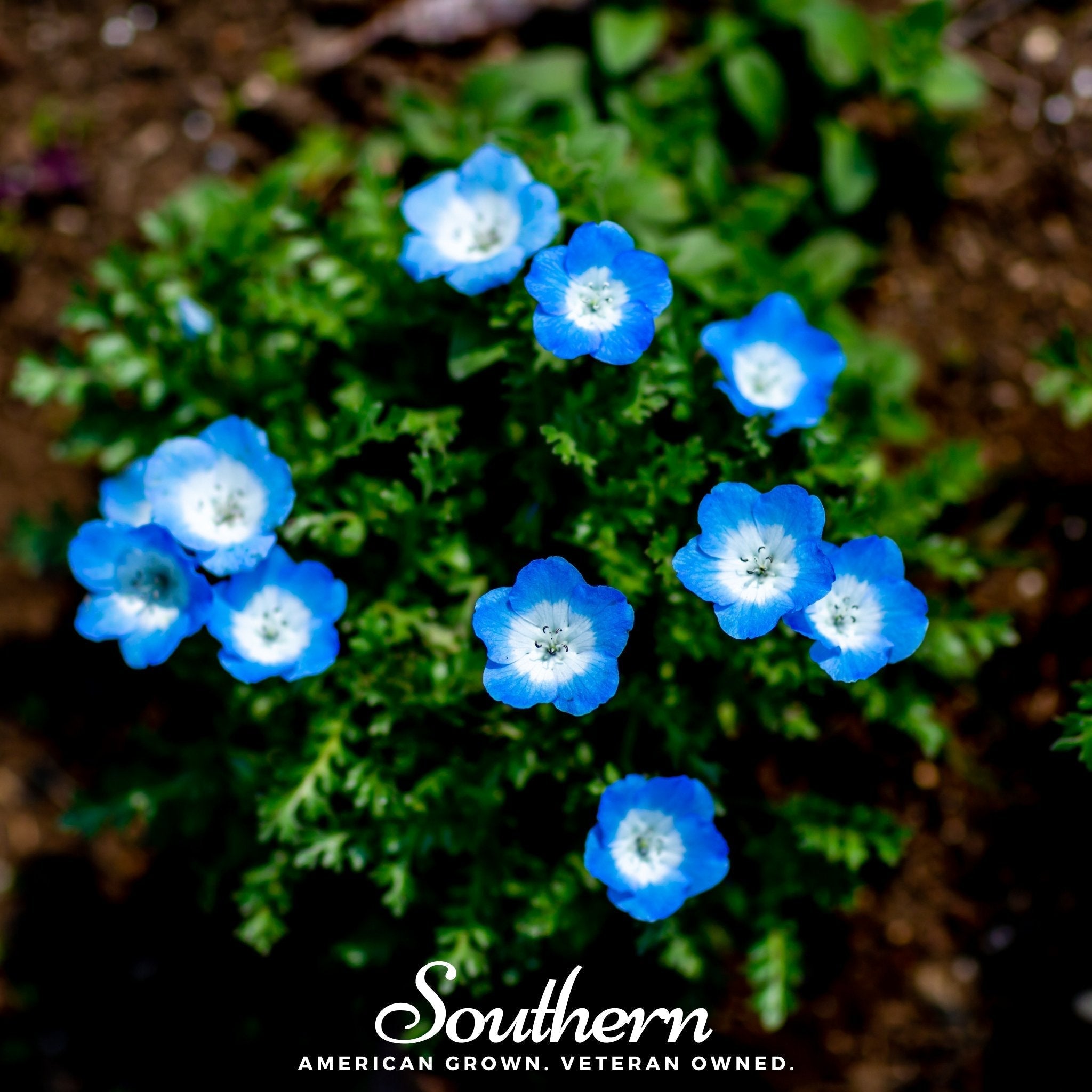 Baby Blue Eyes – 200 Seeds