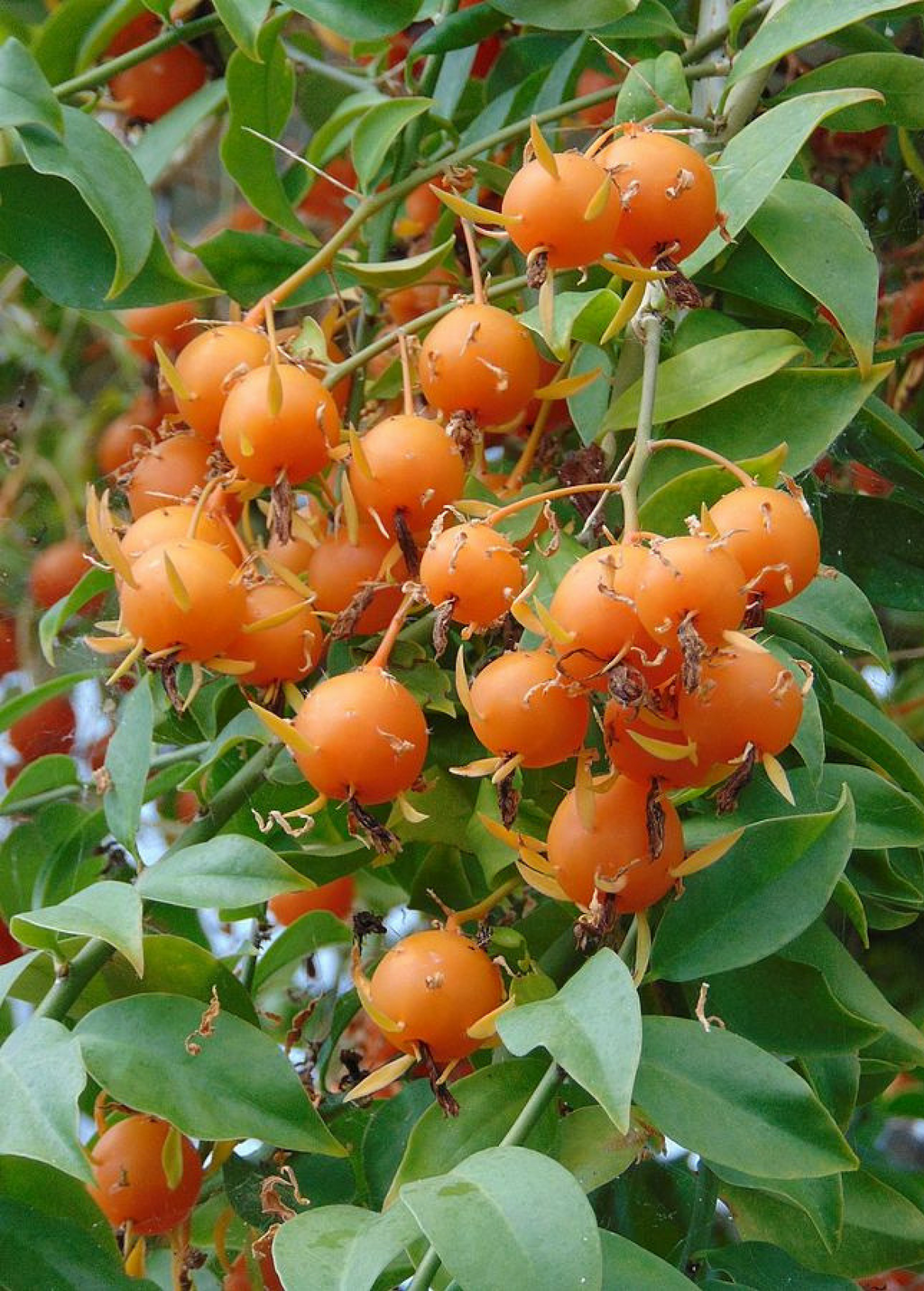 Barbados Gooseberry (Pereskia aculeata)