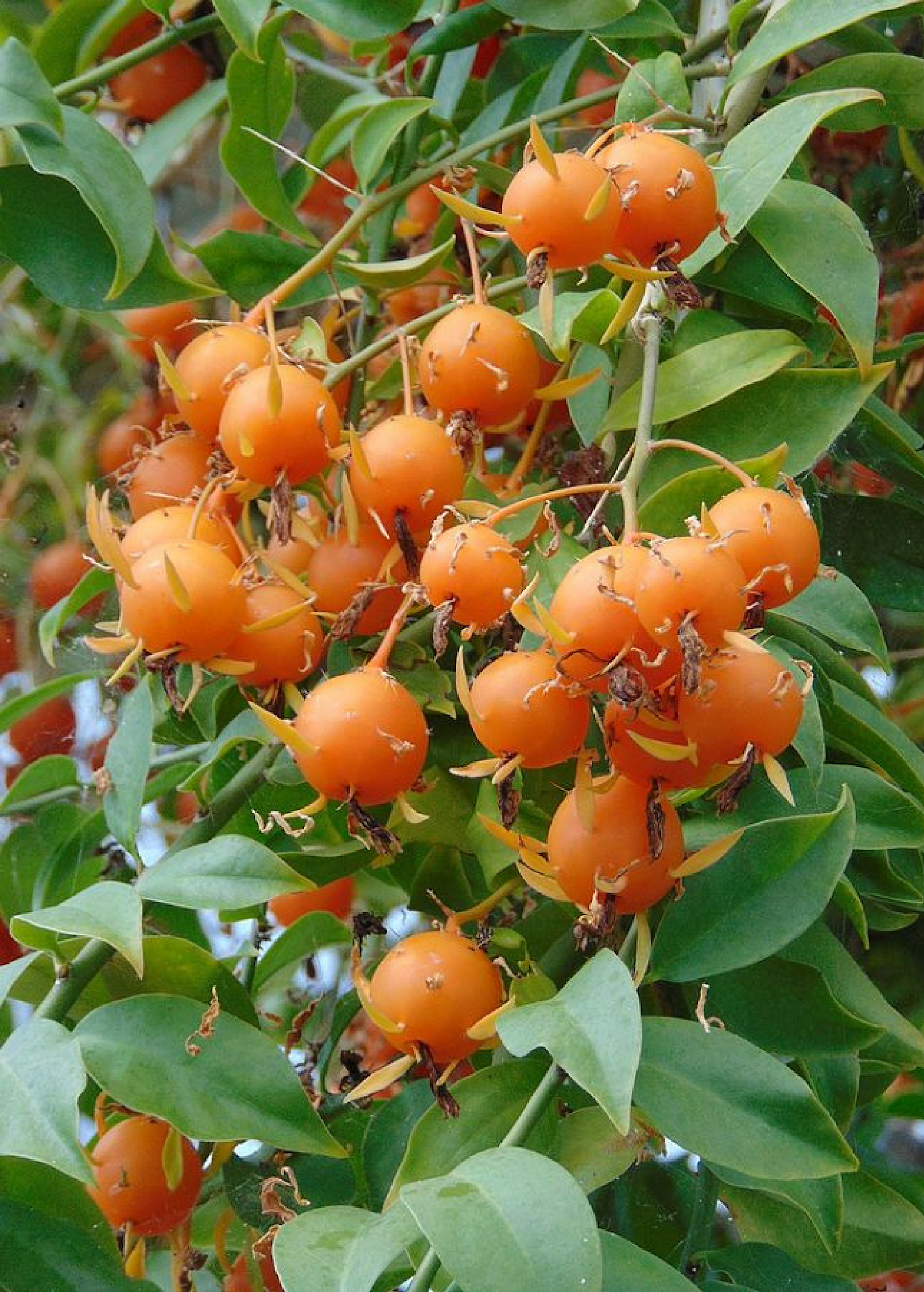 Barbados Gooseberry (Pereskia aculeata)