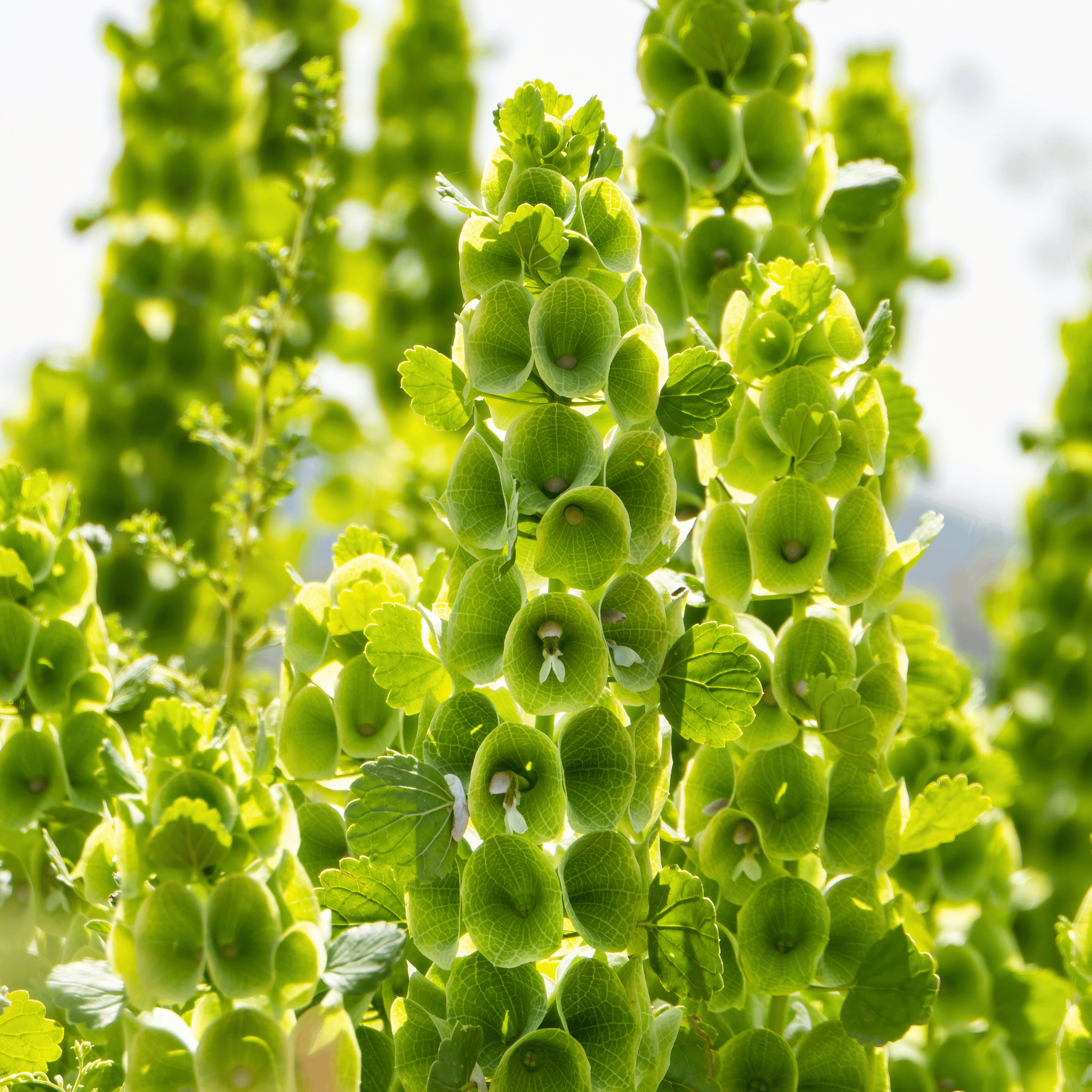 Bells of Ireland – 100 Seeds