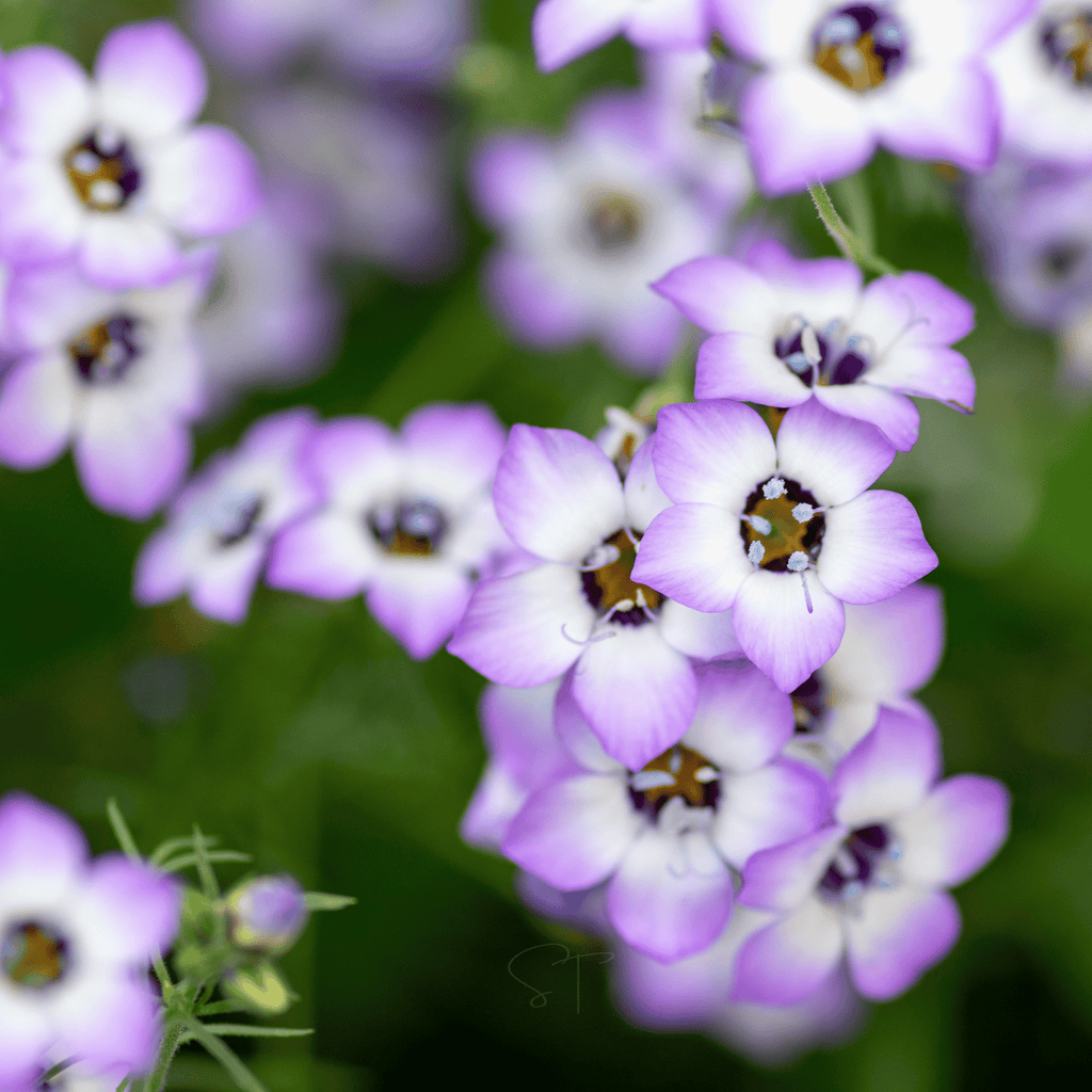 Bird's Eye – 100 Seeds