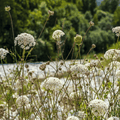 Bishop’s Flower (Wild Carrot) – 500 Seeds