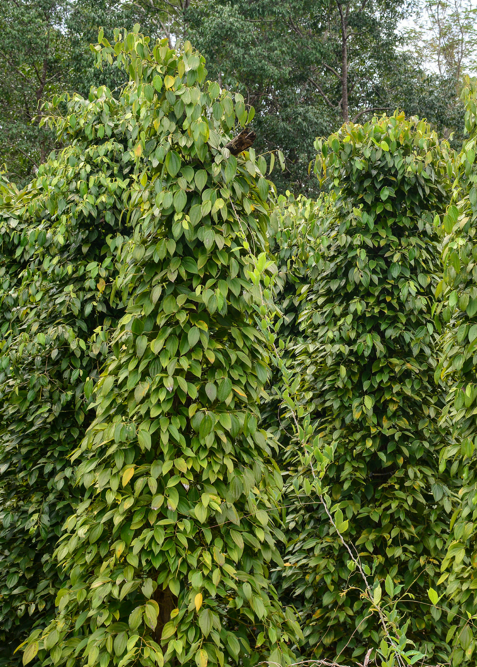 Black Pepper Vine (Piper nigrum)
