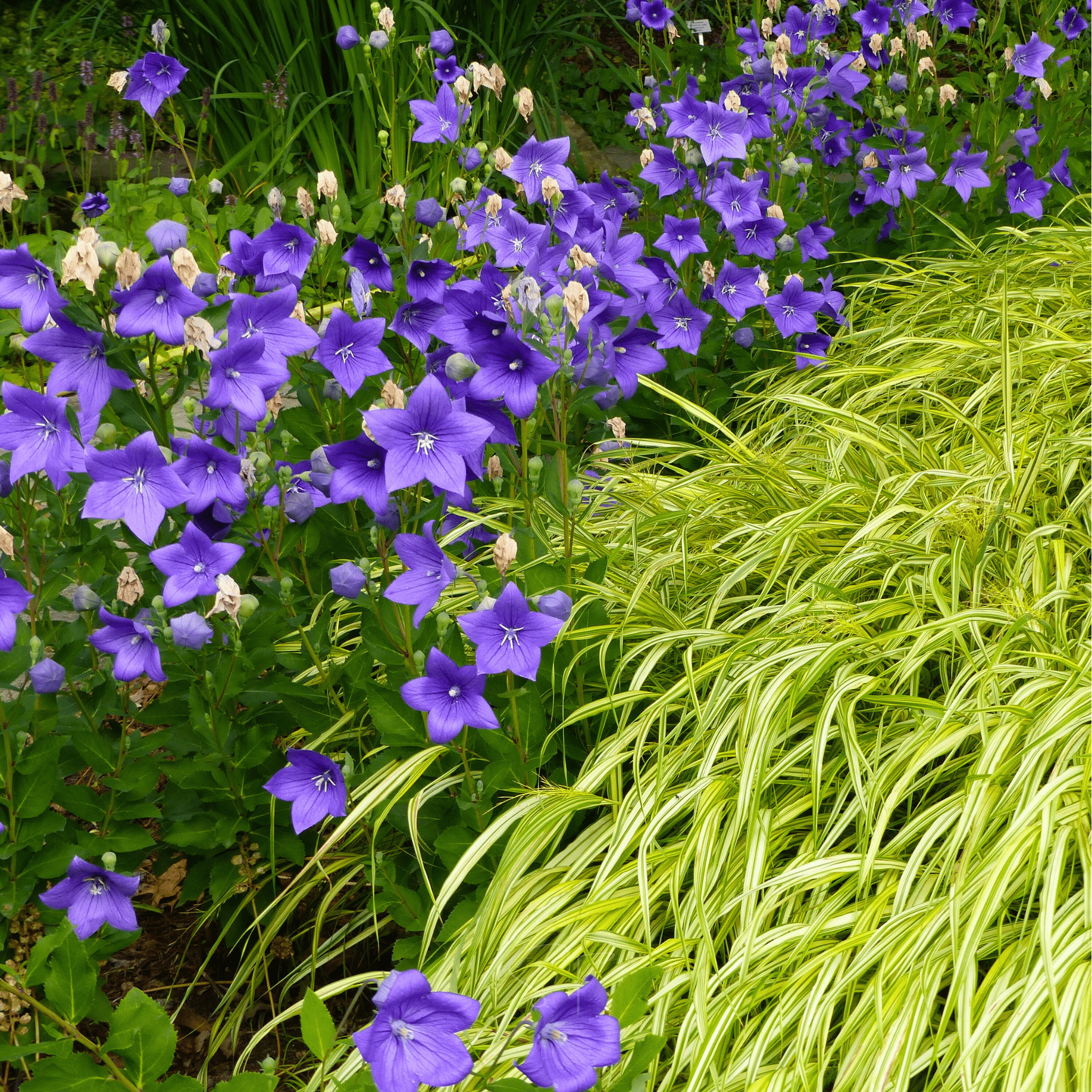 Blue Balloon Flower – 50 Seeds