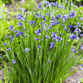 Blue Eyed Stout Grass – 50 Seeds