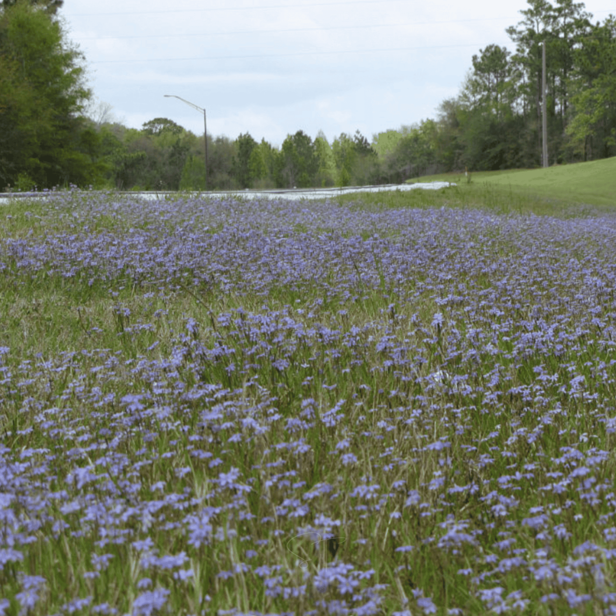 Blue Eyed Stout Grass – 50 Seeds